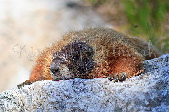 Sleepy marmot, Grand Teton National Park