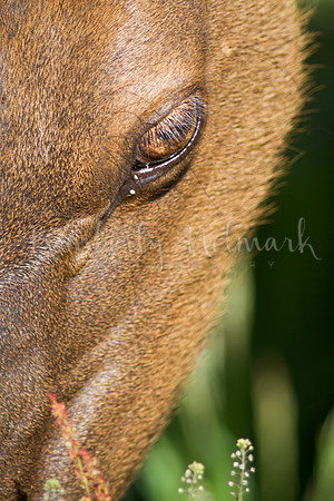 Cow elk, Willamette National Forest, near Idanha, Oregon