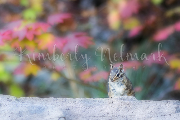 Chipmunk on Rocky Top, Santiam State Forest, near Gates, Oregon