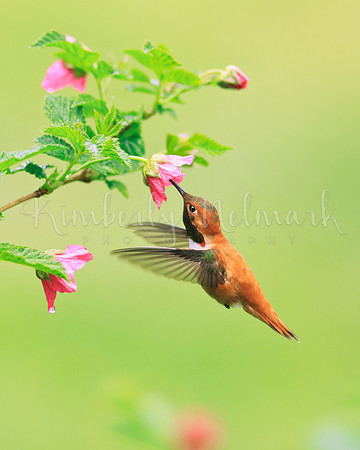 An Allen's Hummingbird on a Salmonberry (Rubus spectabilis) blossom in Fox Valley, Oregon