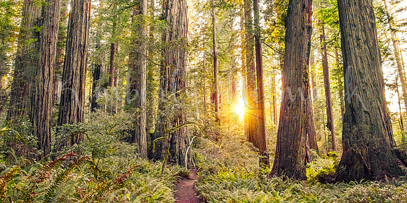 Lady Bird Johnson Grove