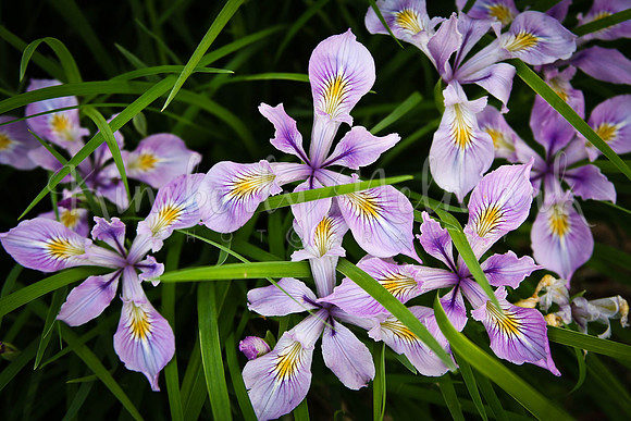 Iris