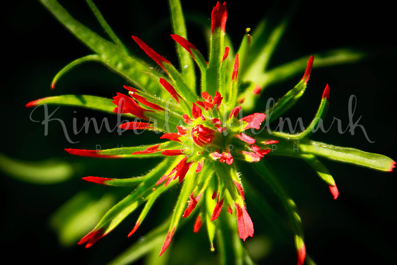 Paintbrush