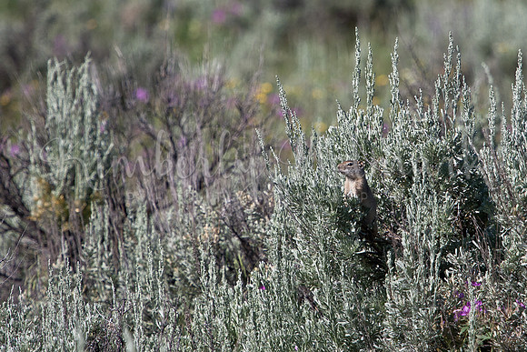 Sage Rat, Yellowstone