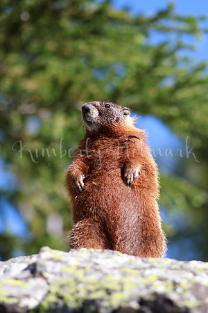Marmot