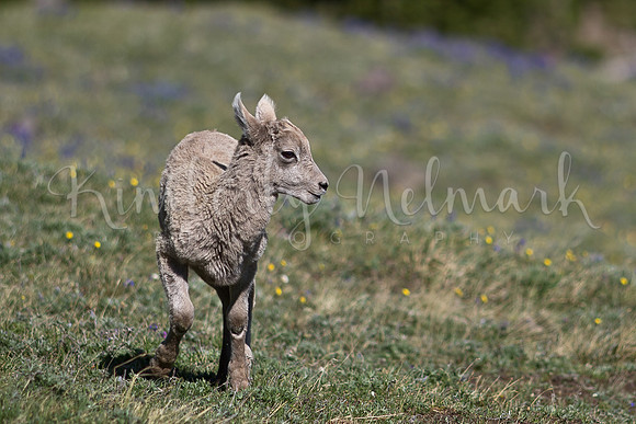 Bighorn sheep, Mt. Washburn, Yellowstone