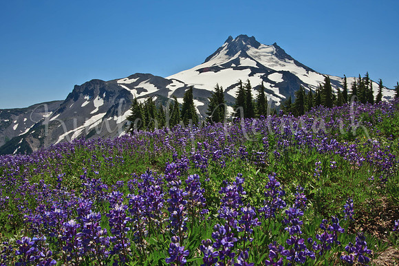 Lupine and Mt. Jefferson near Jefferson Park