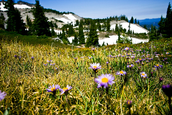 Asters near Park Ridge, Mount Jefferson Wilderness