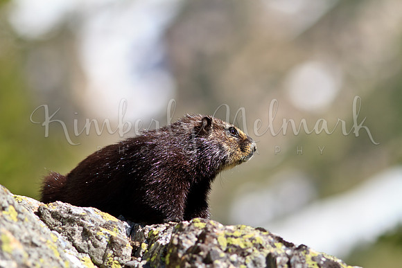 Marmot