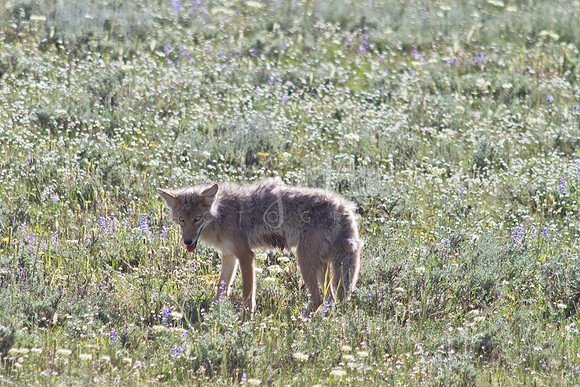Coyote, Yellowstone