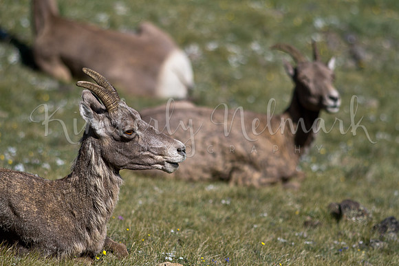 Bighorn sheep, Mt. Washburn, Yellowstone