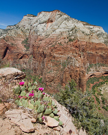 Zion