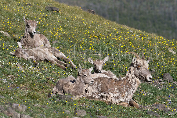 Bighorn sheep, Mt. Washburn, Yellowstone