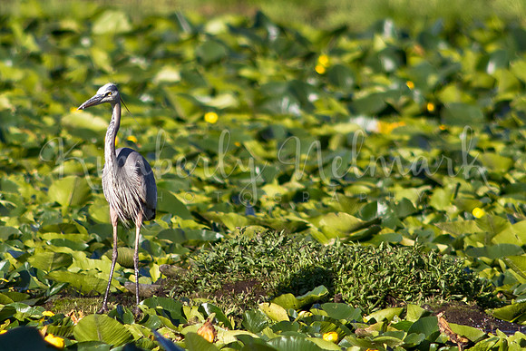 Heron in Swan Lake, Teton