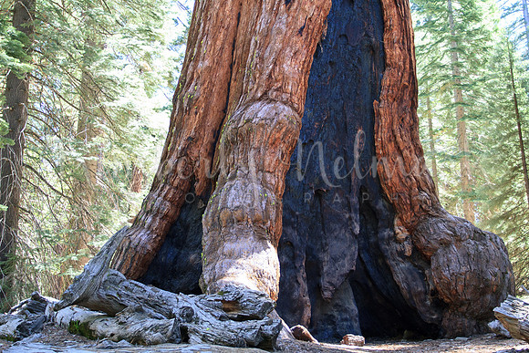 Grrizzly Giant