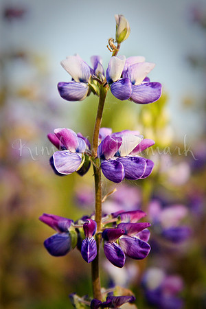 Lupine