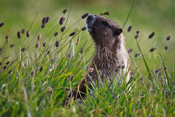 Marmot, Glacier Peak Wilderness
