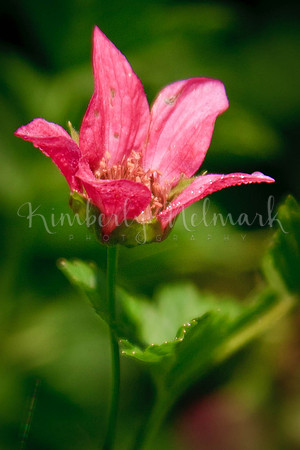 Salmonberry